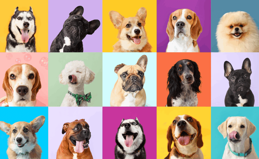 title graphic for a study about the most common dog breeds found in U.S. shelters